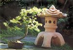 Bonsai Tree