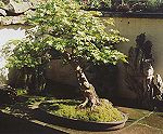 Bonsai Tree