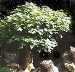 Bonsai Tree
