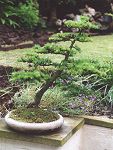 Bonsai Tree