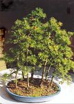 Bonsai Tree