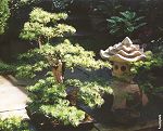 Bonsai Tree