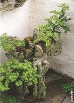 Bonsai Tree