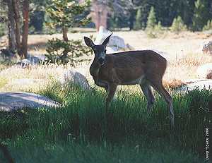 Deer