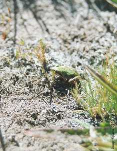 Green Frog
