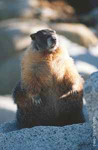 Groundhog