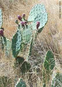 Cactus